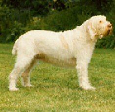 staffie
