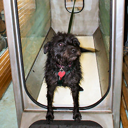 lulu patient