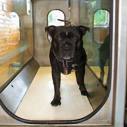staffie
